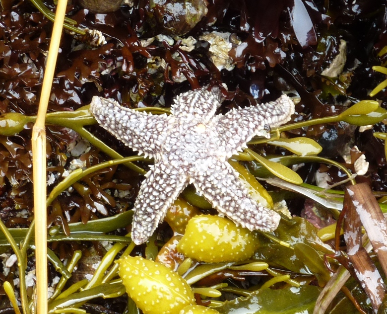 Top of starfish on seaweed