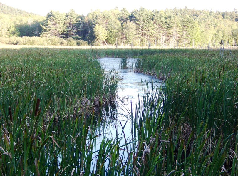 Narrow, grass-lined waterway in pond