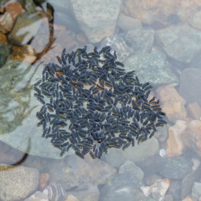 Some strange small black bugs that gather in clusters floating on the water