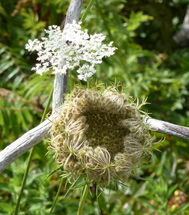 Queen Anne's Lace flowers