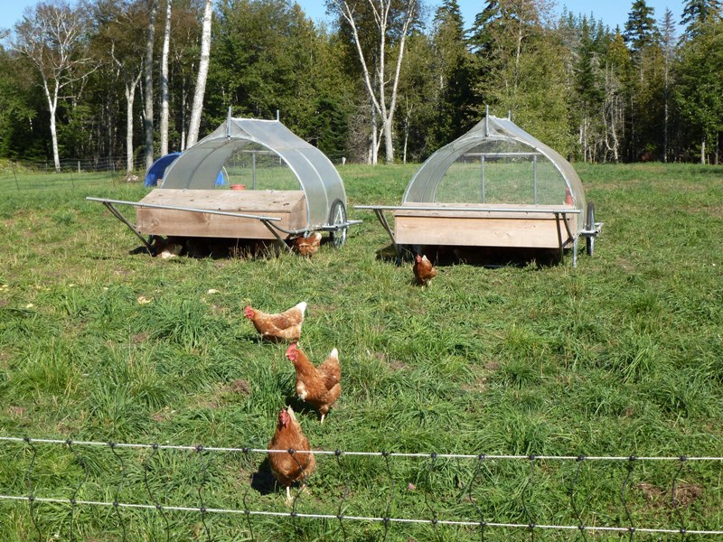 Free range chickens and two chicken tractors behind