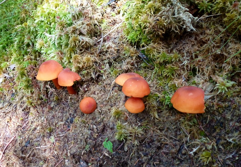 Several orangey-red mushrooms