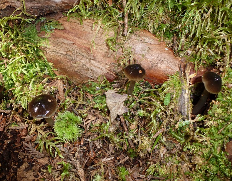 Three black mushrooms