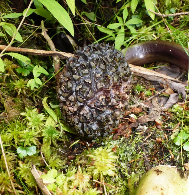 Unknown plant substance...possibly seed pod or dried up flower