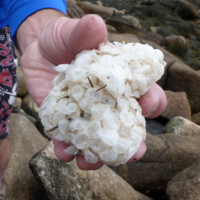 Vince holding cluster of white eggs