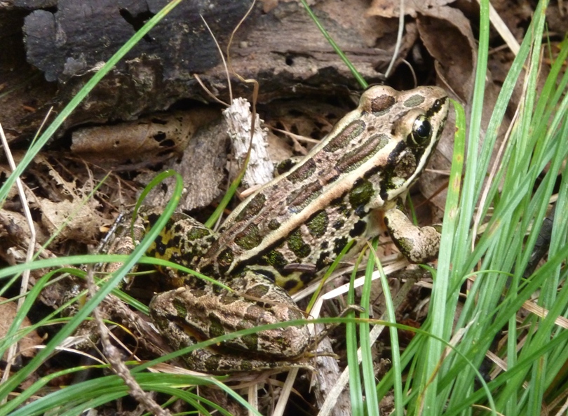 Leopard frog