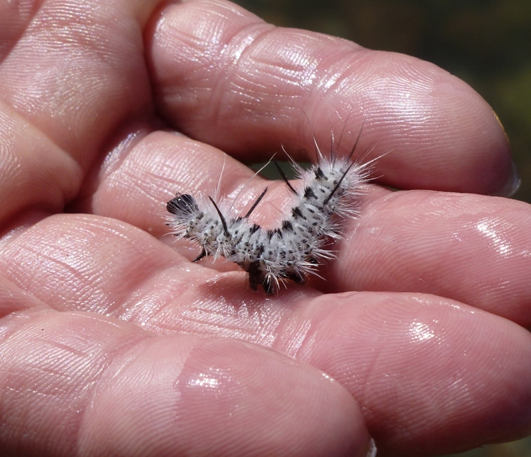 Fuzzy white caterpillar in my hand