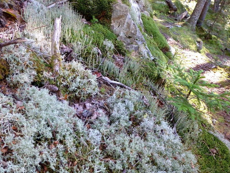 Moss and moss-like things growing on side of hill