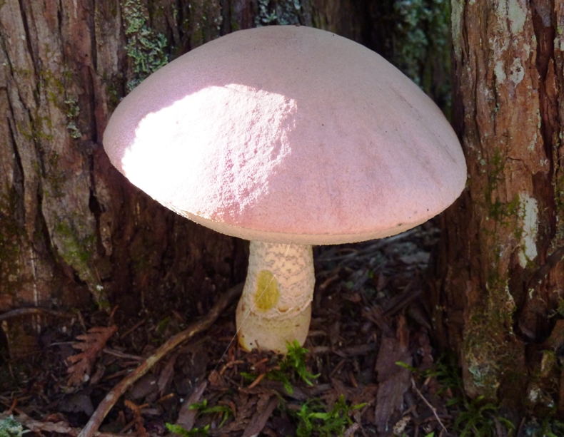 Perfect pink mushroom