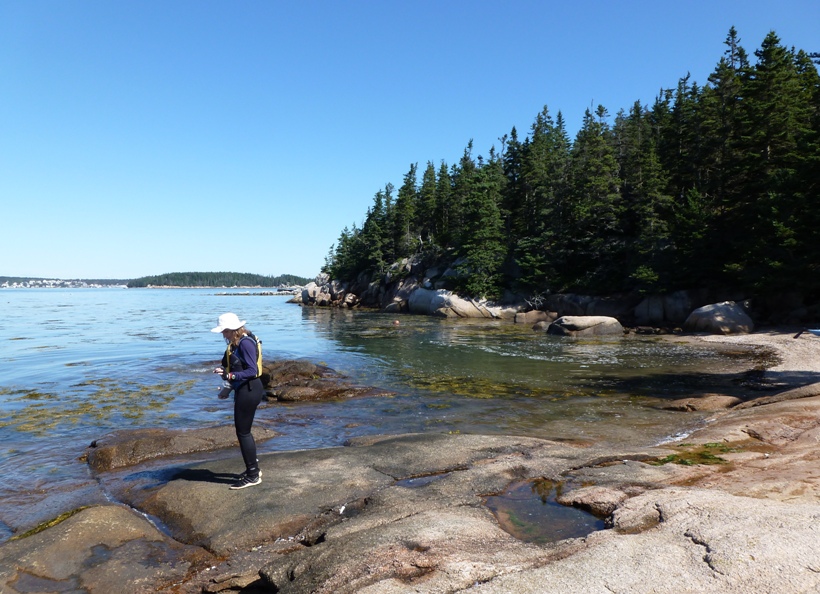 Norma looking for sea life in the rocks