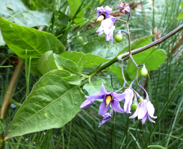 Purple flowers near the visitor center