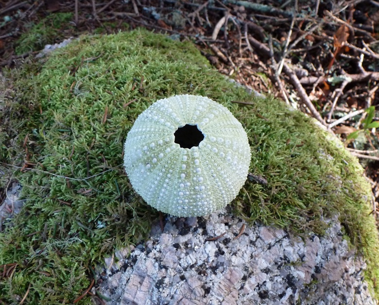 Old sea urchin remains