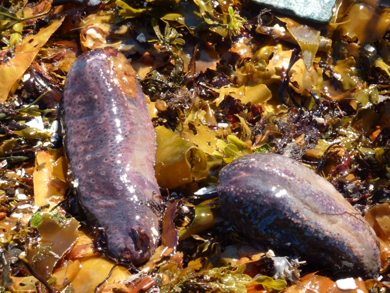 Two purple sea cucumbers