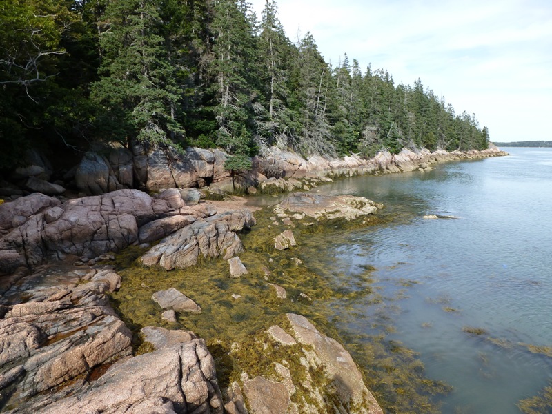 Vegetation in shallow area