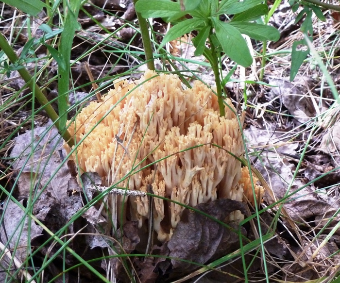 Coral mushroom