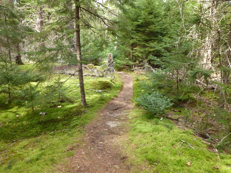 Moss-lined trail in the woods