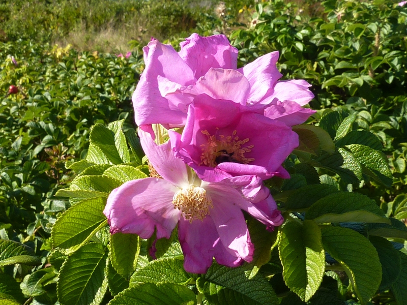 Wild roses