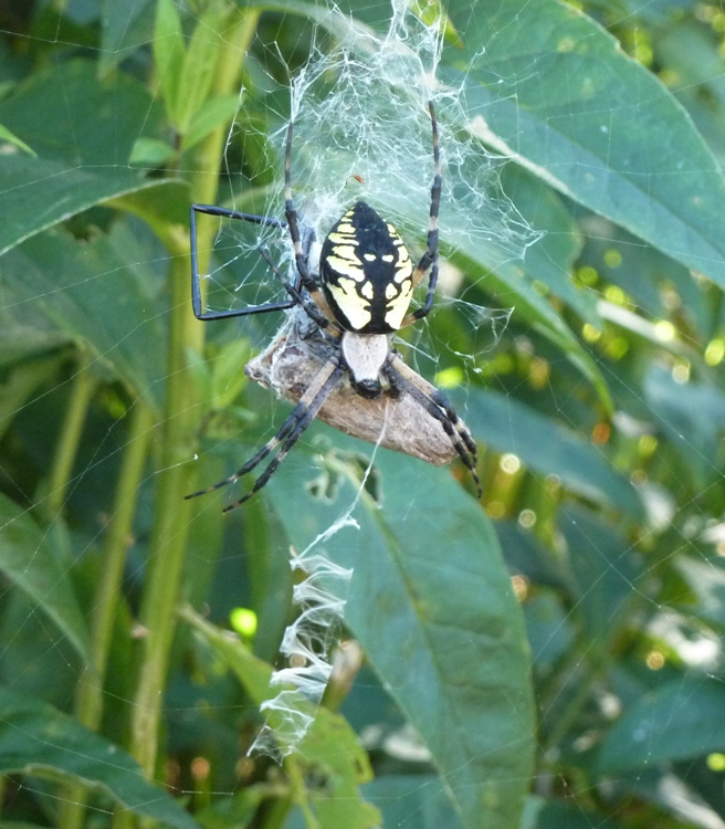 Writing spider in web