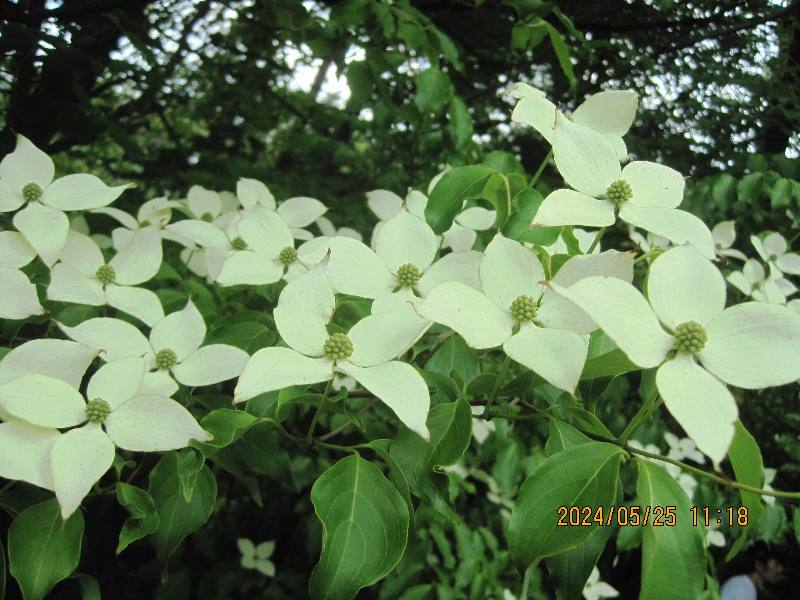 Dogwood flowers