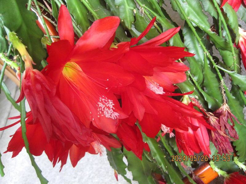 Big red flowers on cactus