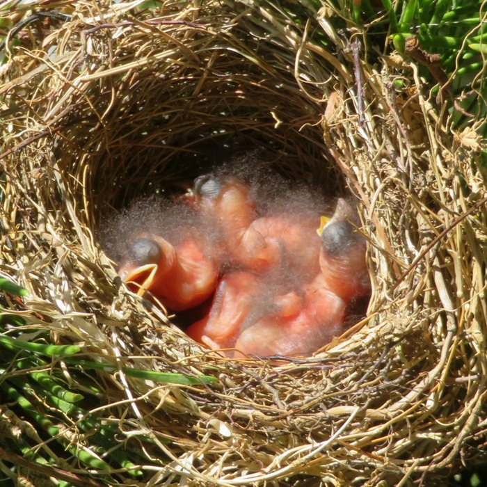 Babies in nest