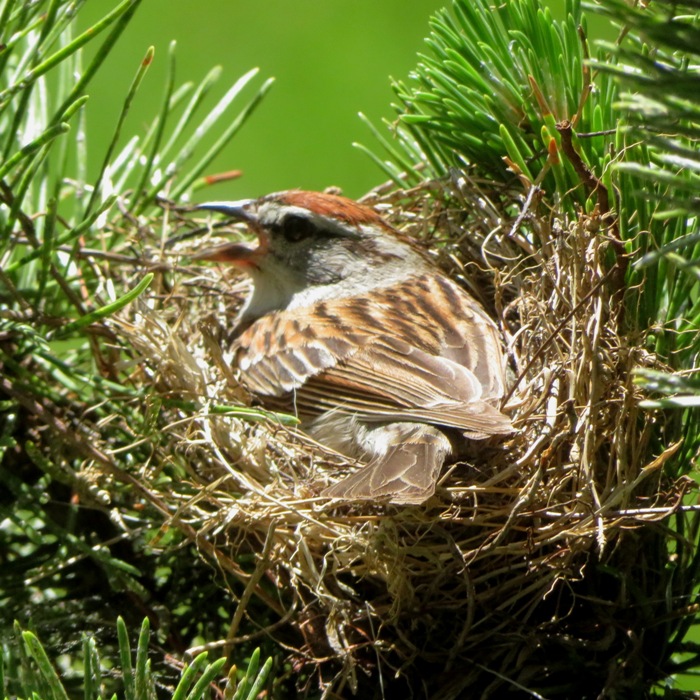 Chipping sparrow on nest