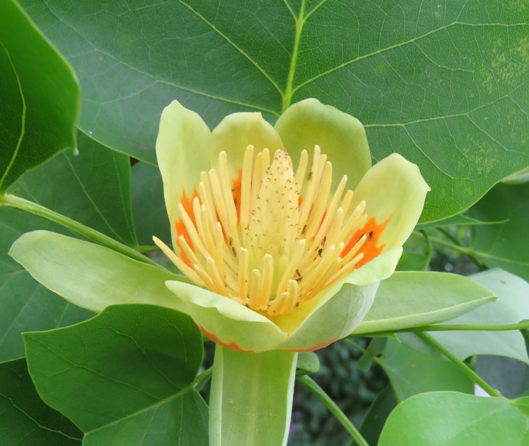 Tulip poplar flower in bloom