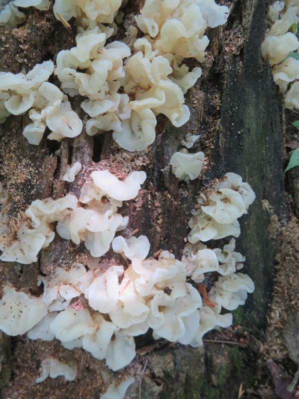 Fungi on log