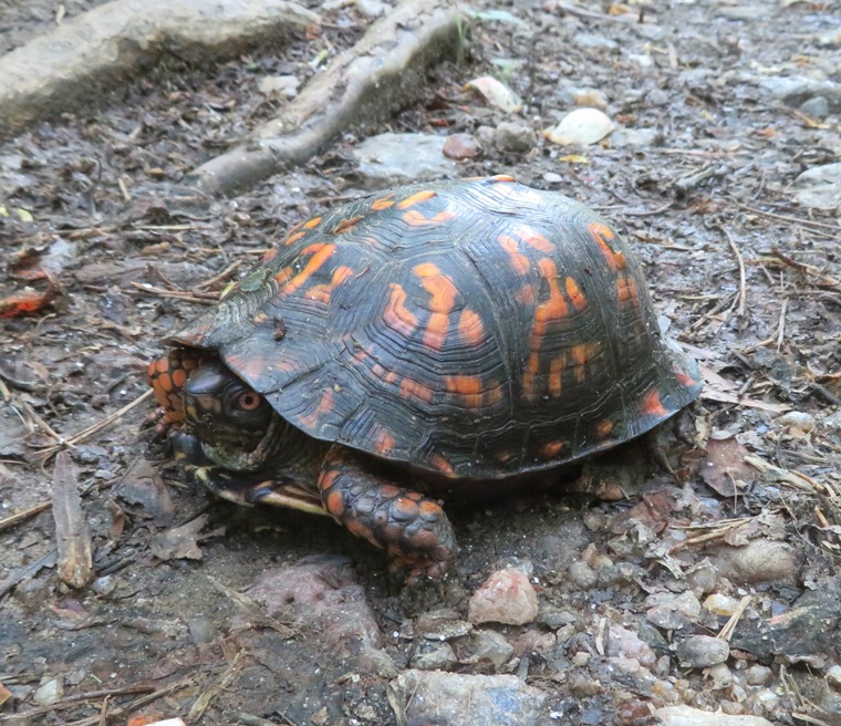 Box turtle