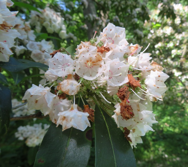 Mountain laurel flowers