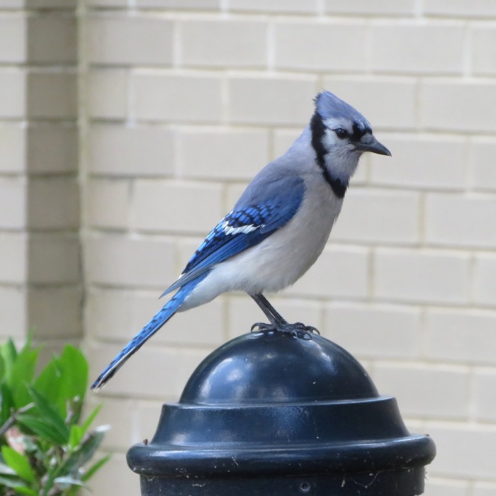 Blue jay perched on bollard