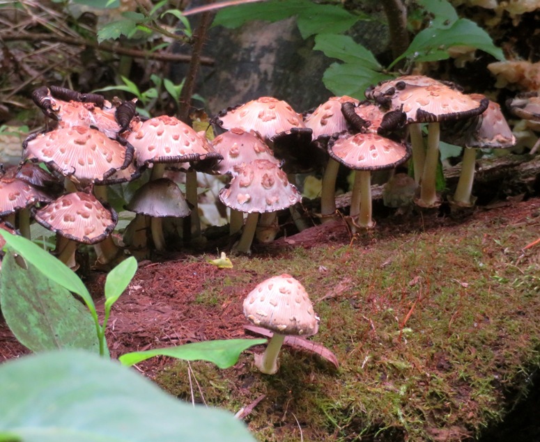 Mushrooms growing on log