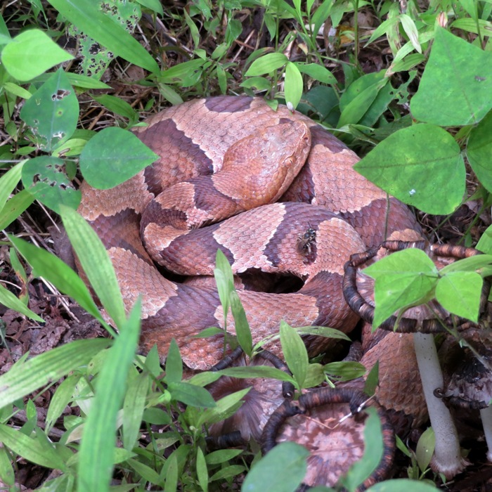 Copperhead snake