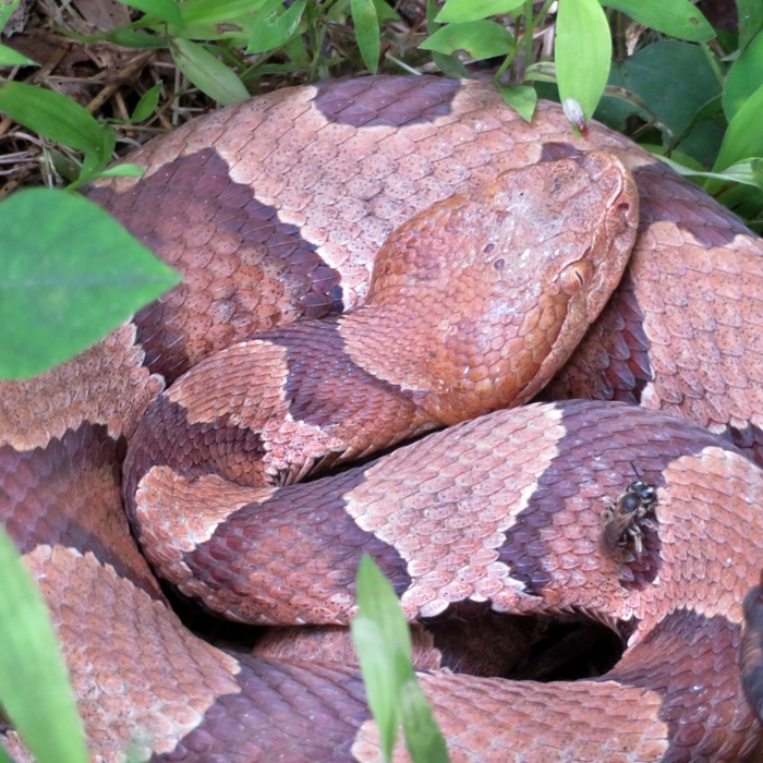 Honeybee on copperhead