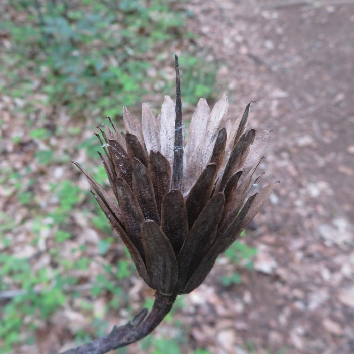 Woody remains of tulip poplar flower