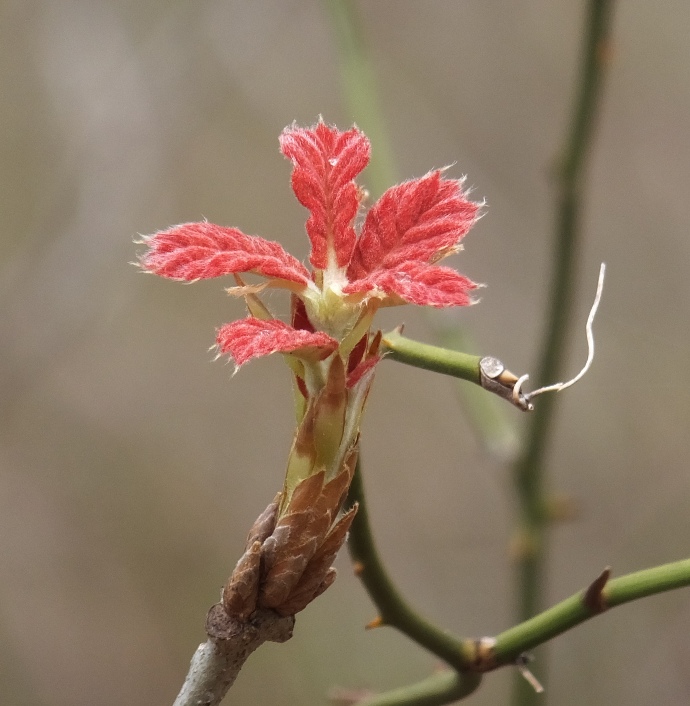 Small red leaves emerging from bud