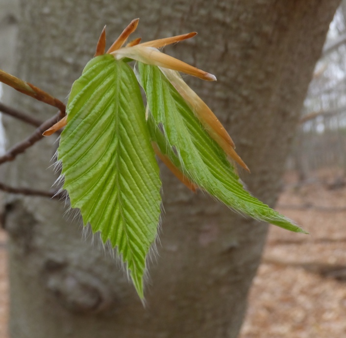 Hairly leaf with something reddish