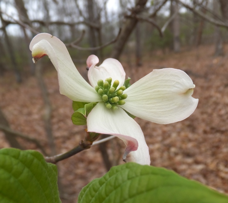 Dogwood flower