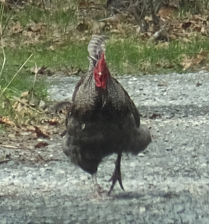 Rooster walking