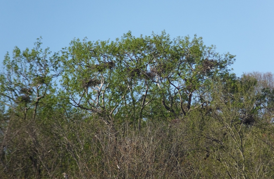 Nests in leaf-covered tree