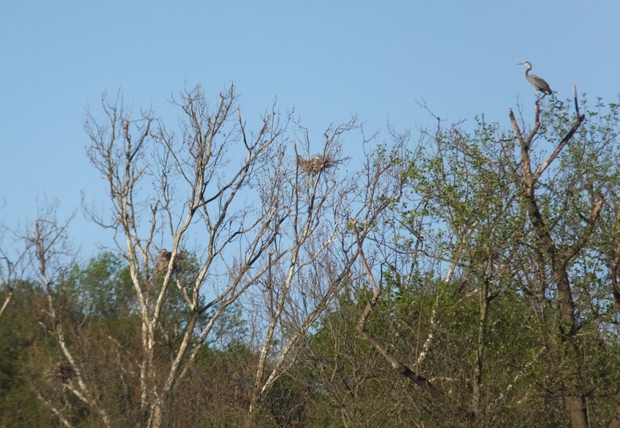 Heron with nests