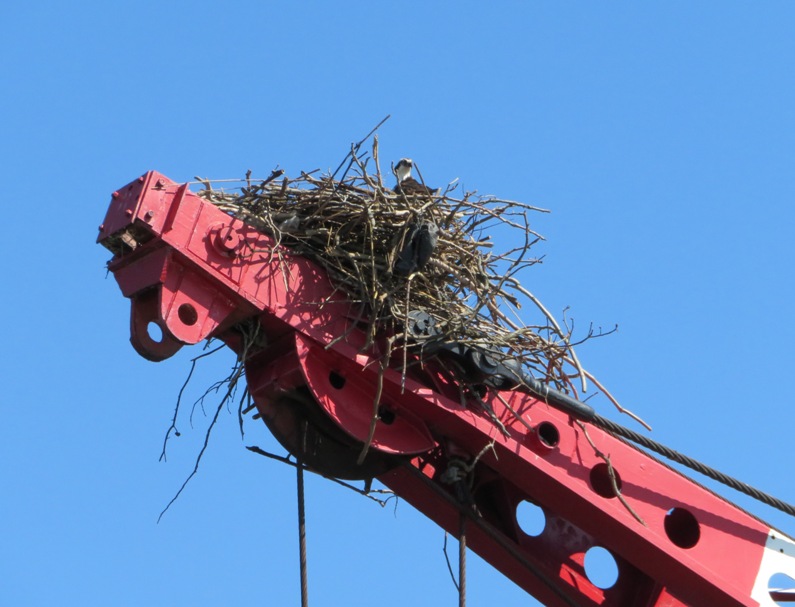 Osprey and nest