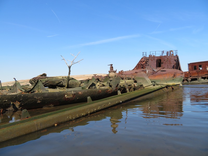 Tree growing from shipwreck