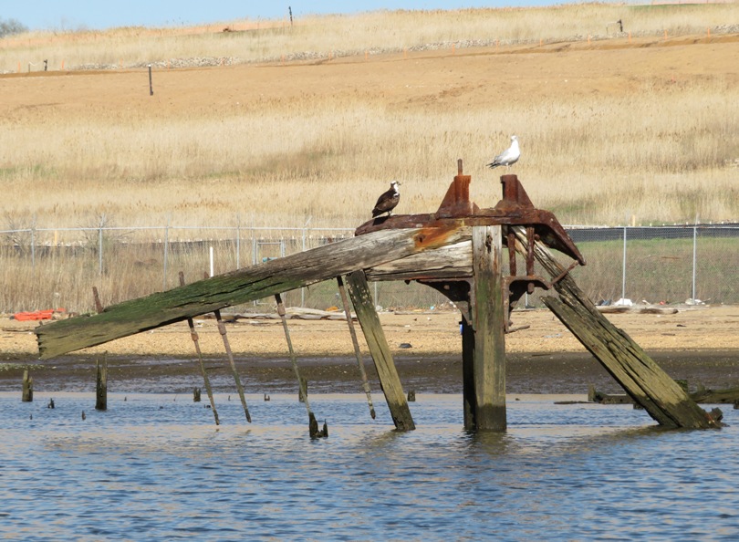 Osprey and seagull