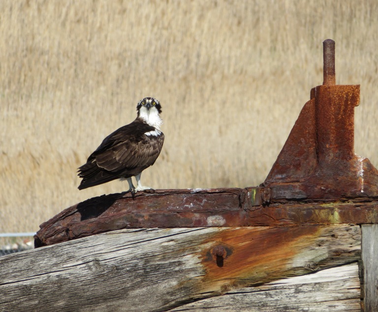 Osprey on wreck looking at us