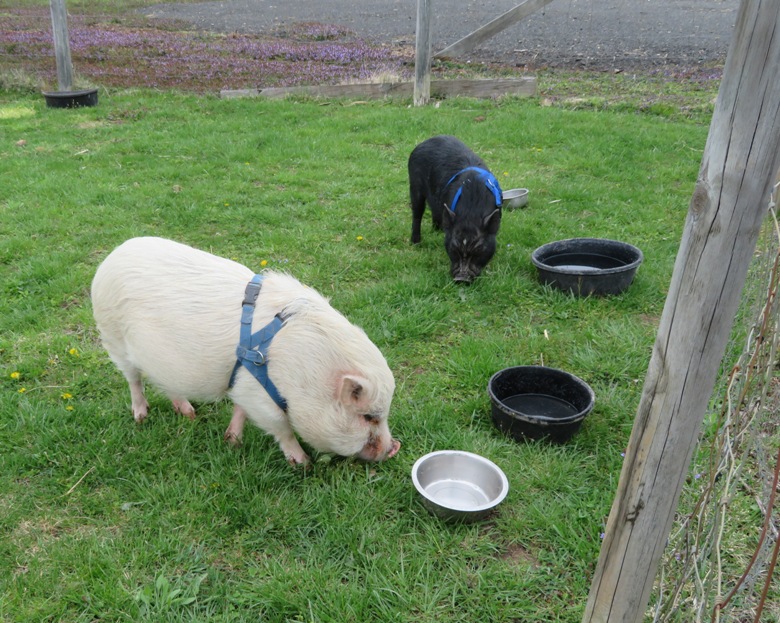 Two rescue pigs at Triple C Ranch