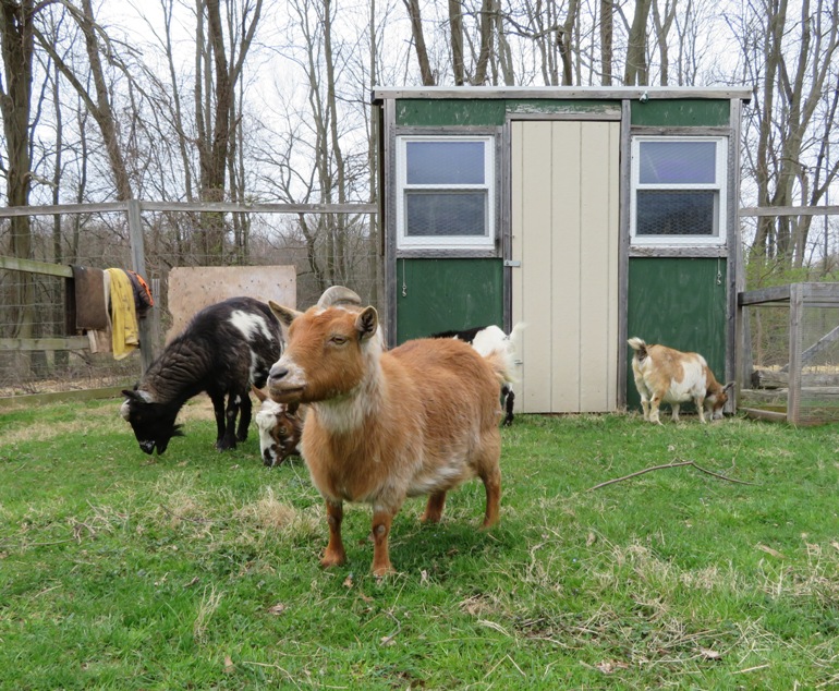 Goats, some with one horn