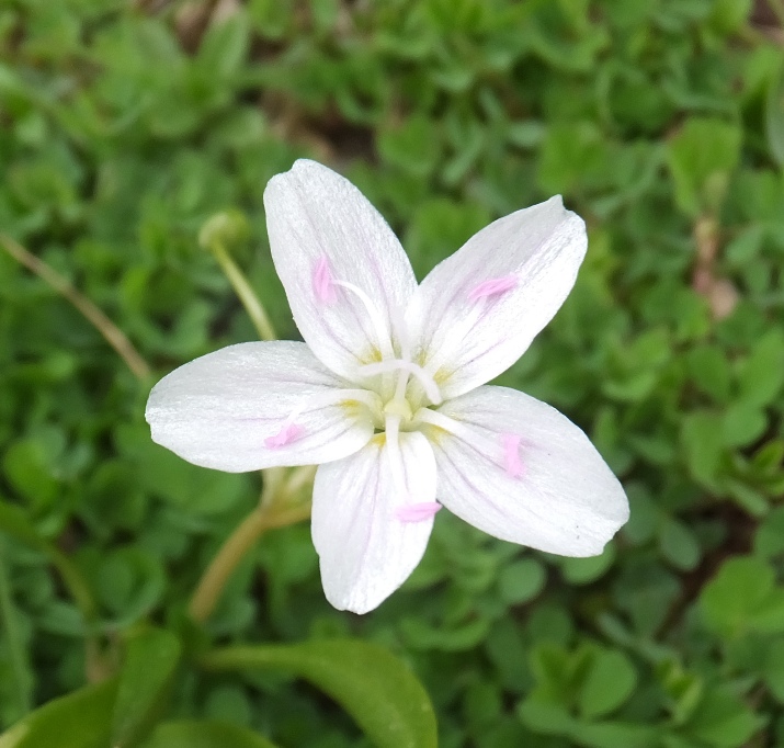 Five petal white flower