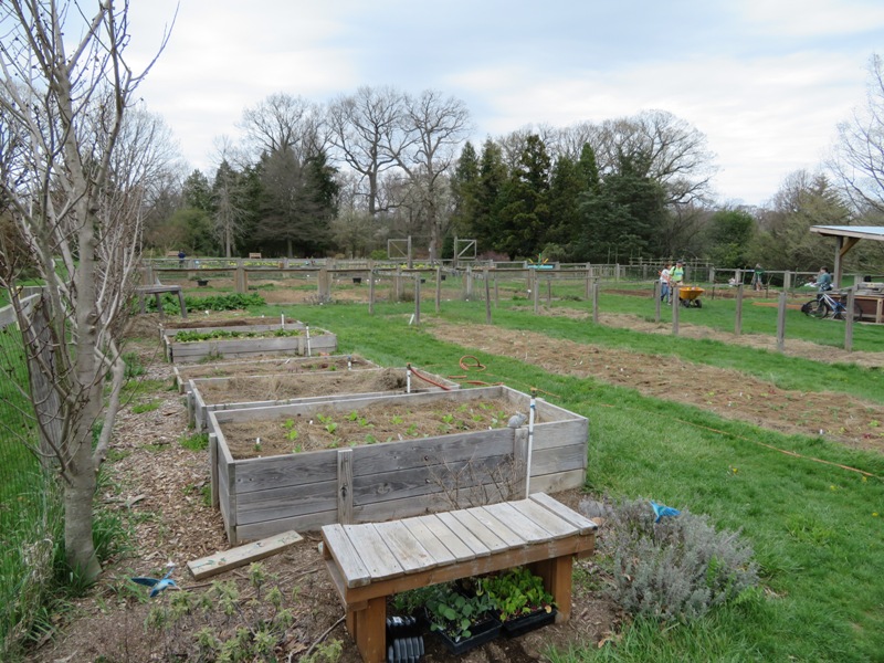 Raised garden beds in community garden