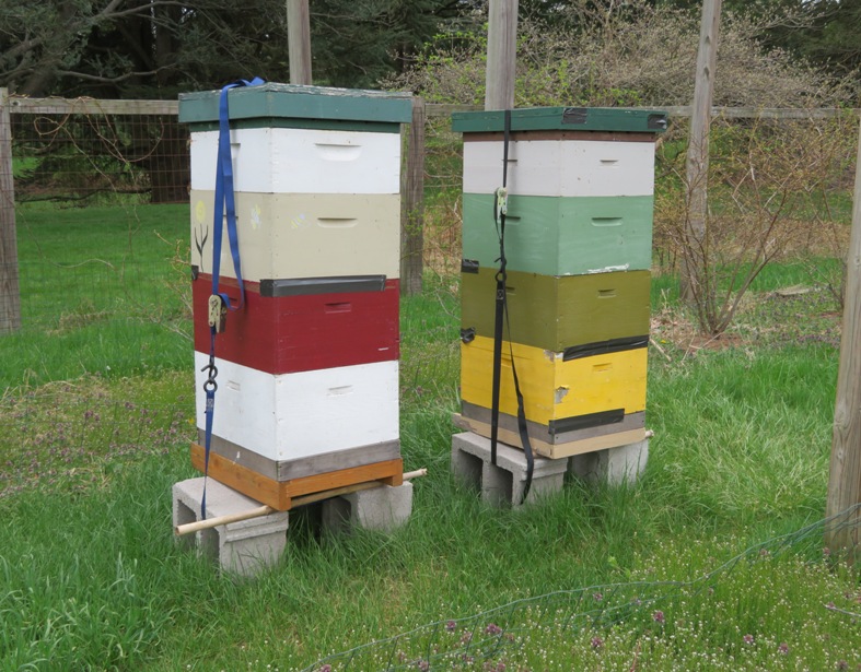 Two four-box hives